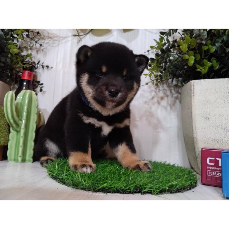 販売中の三重県の豆柴-439283の12枚目