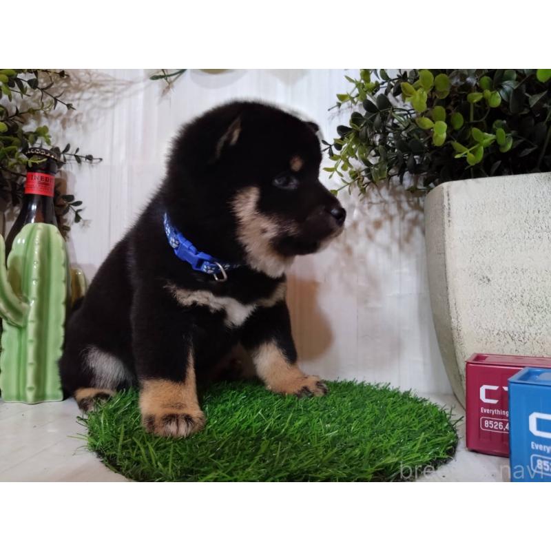 販売中の三重県の豆柴-439283の10枚目