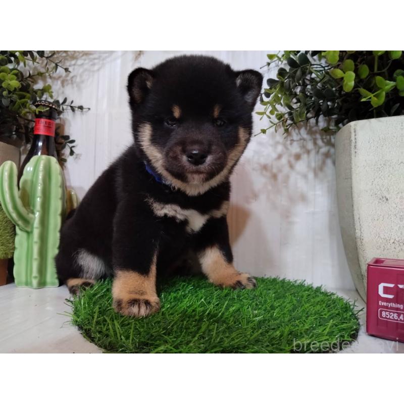 販売中の三重県の豆柴-439283の9枚目