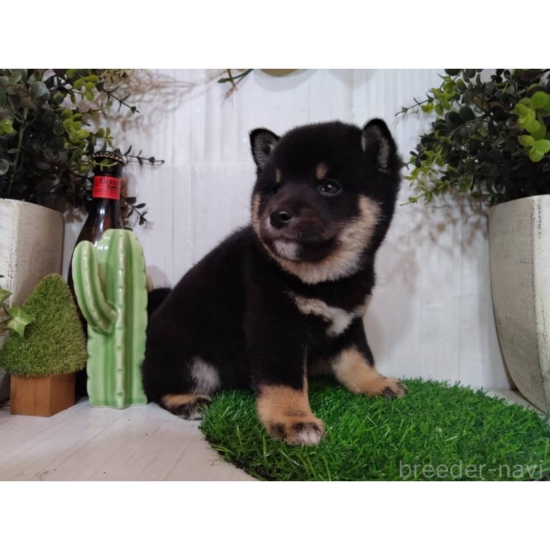 販売中の三重県の豆柴-439283の8枚目