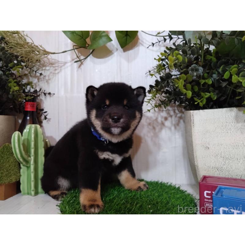 販売中の三重県の豆柴-439283の5枚目