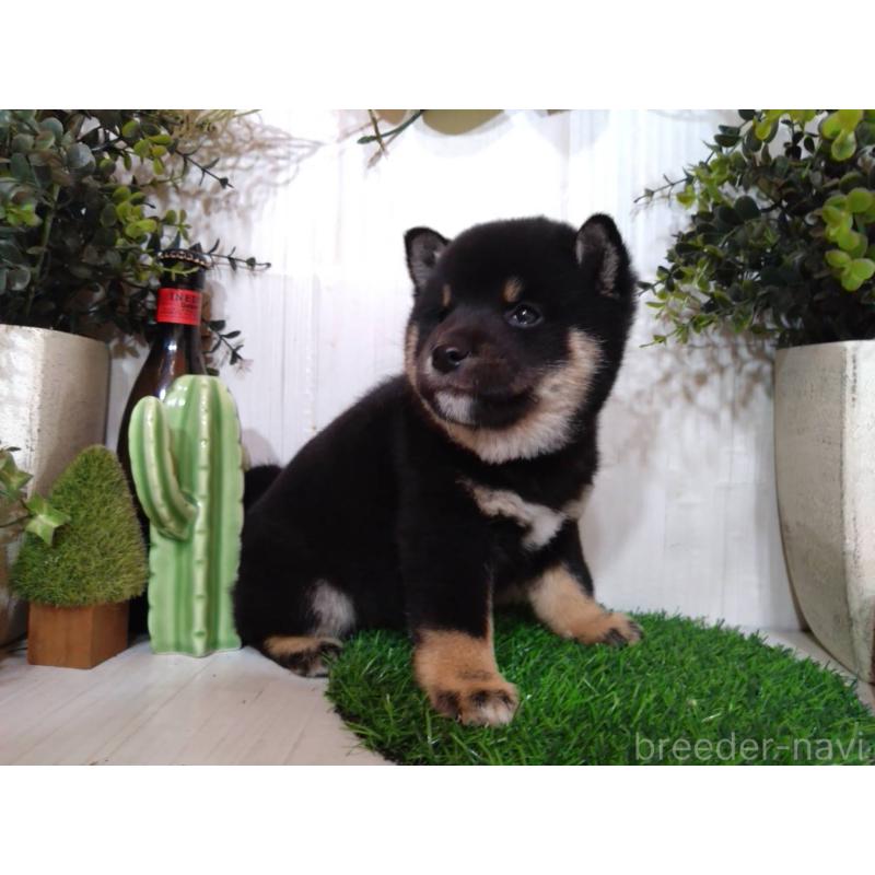 販売中の三重県の豆柴-439283の4枚目