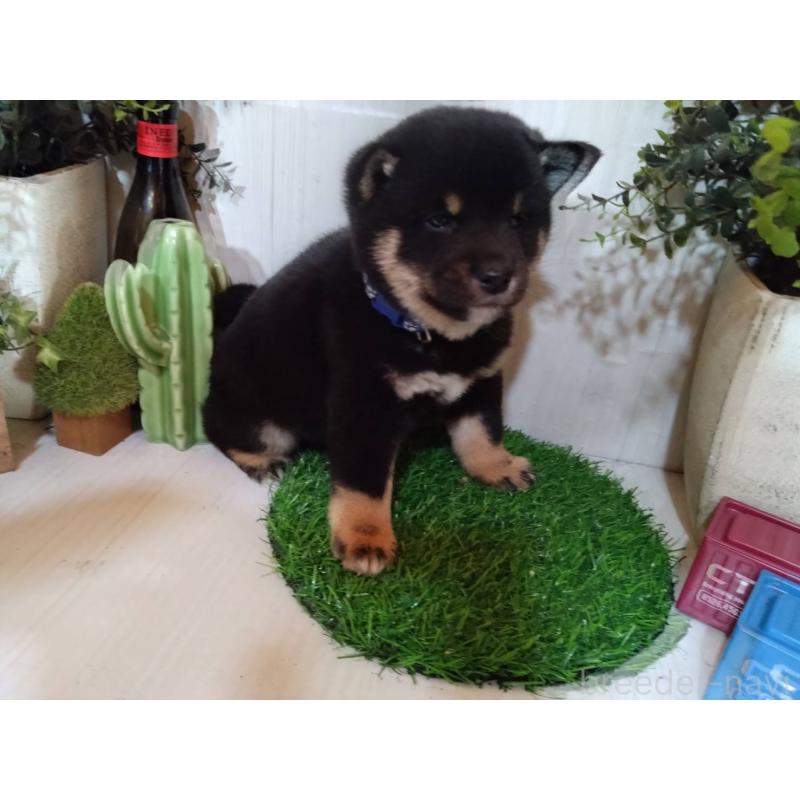 販売中の三重県の豆柴-439283の2枚目