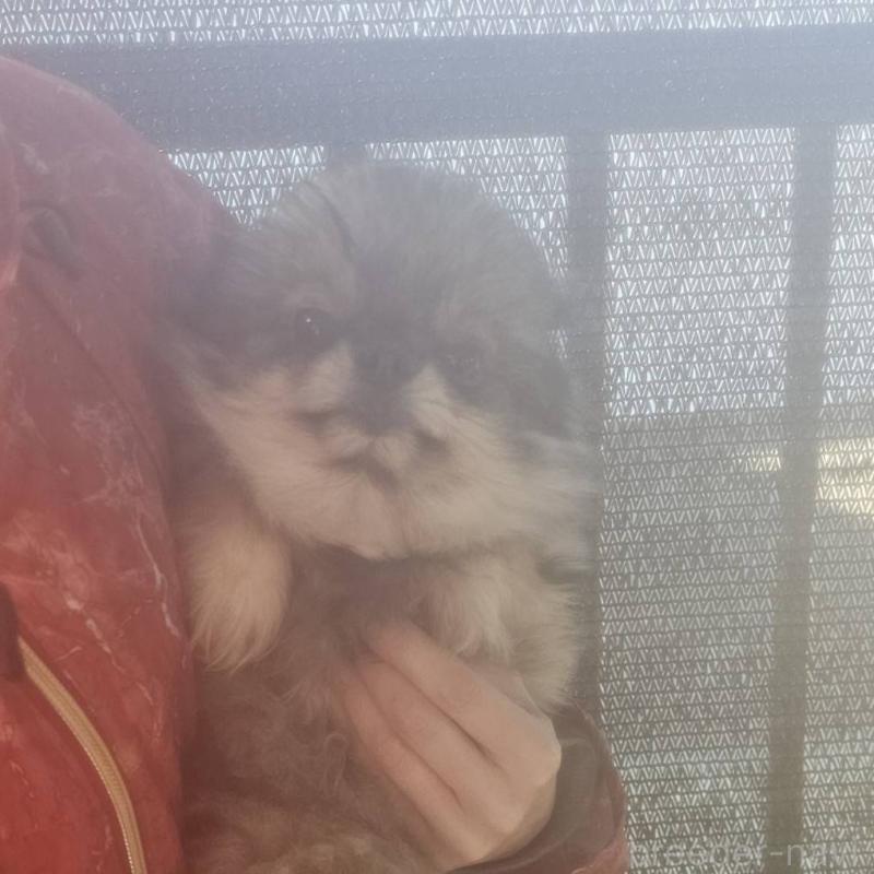 商談中の埼玉県のポメラニアン-437858の5枚目