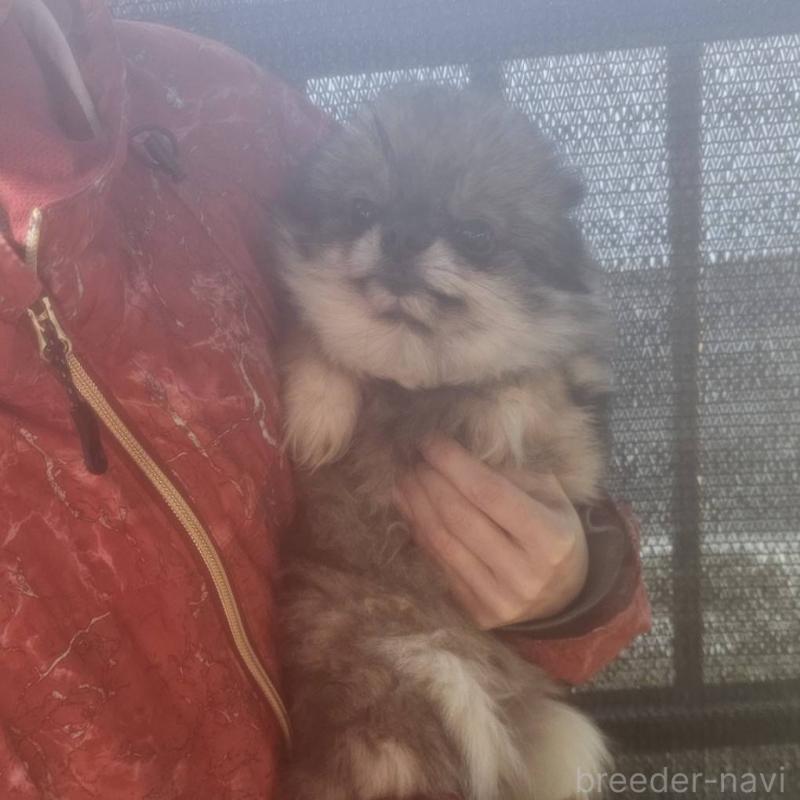 商談中の埼玉県のポメラニアン-437858の3枚目