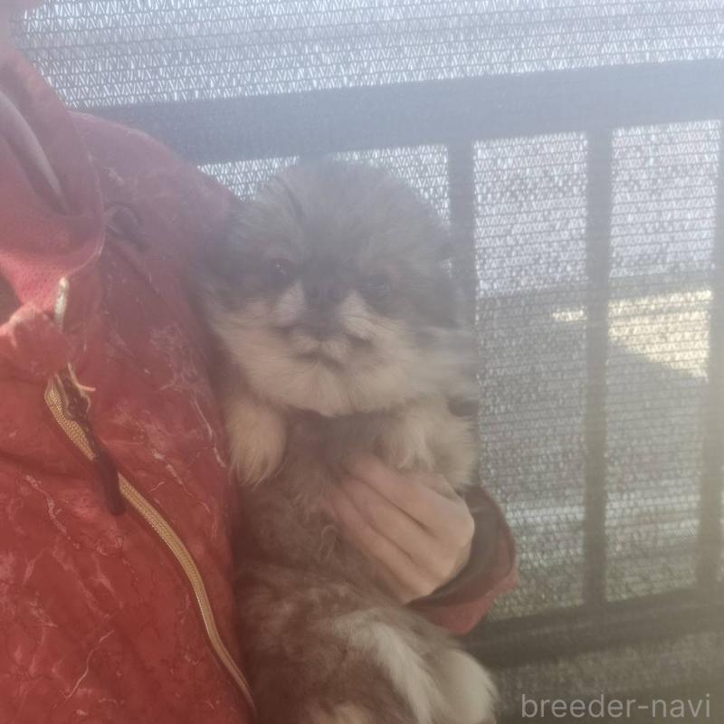 商談中の埼玉県のポメラニアン-437858の4枚目