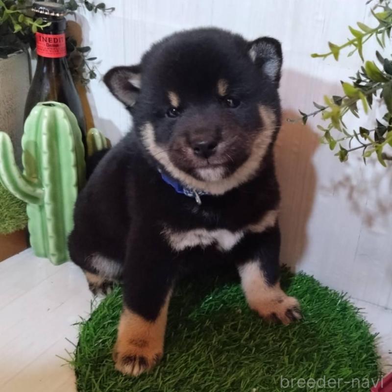 販売中の三重県の豆柴-439283の1枚目