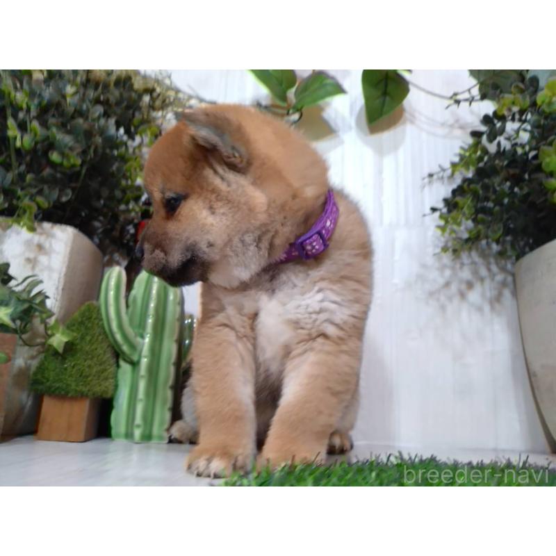 販売中の三重県の豆柴-439285の7枚目