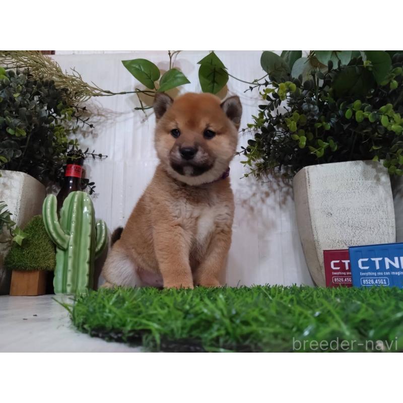 販売中の三重県の豆柴-439285の6枚目