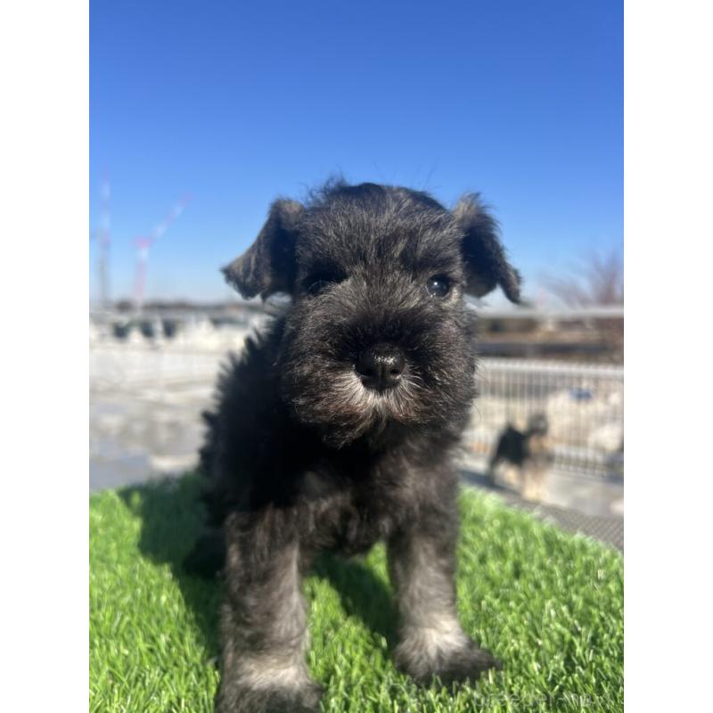 販売中の埼玉県のミニチュアシュナウザー-439286の4枚目