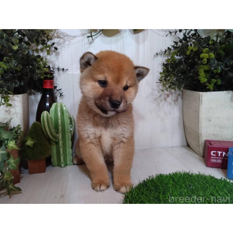 販売中の三重県の豆柴-439285の4枚目