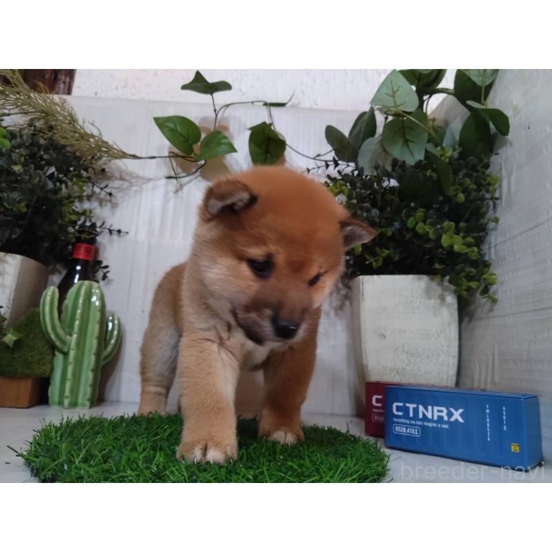 販売中の三重県の豆柴-439285の2枚目