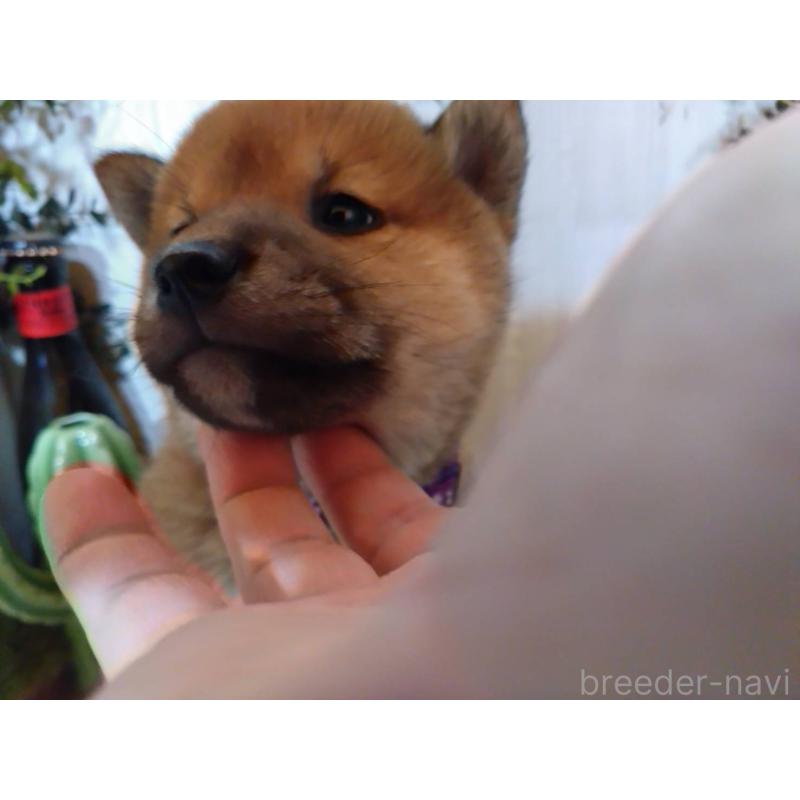 販売中の三重県の豆柴-439285の3枚目