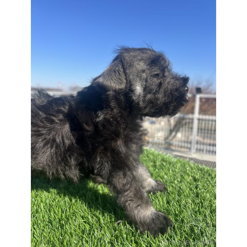 販売中の埼玉県のミニチュアシュナウザー-439286の3枚目