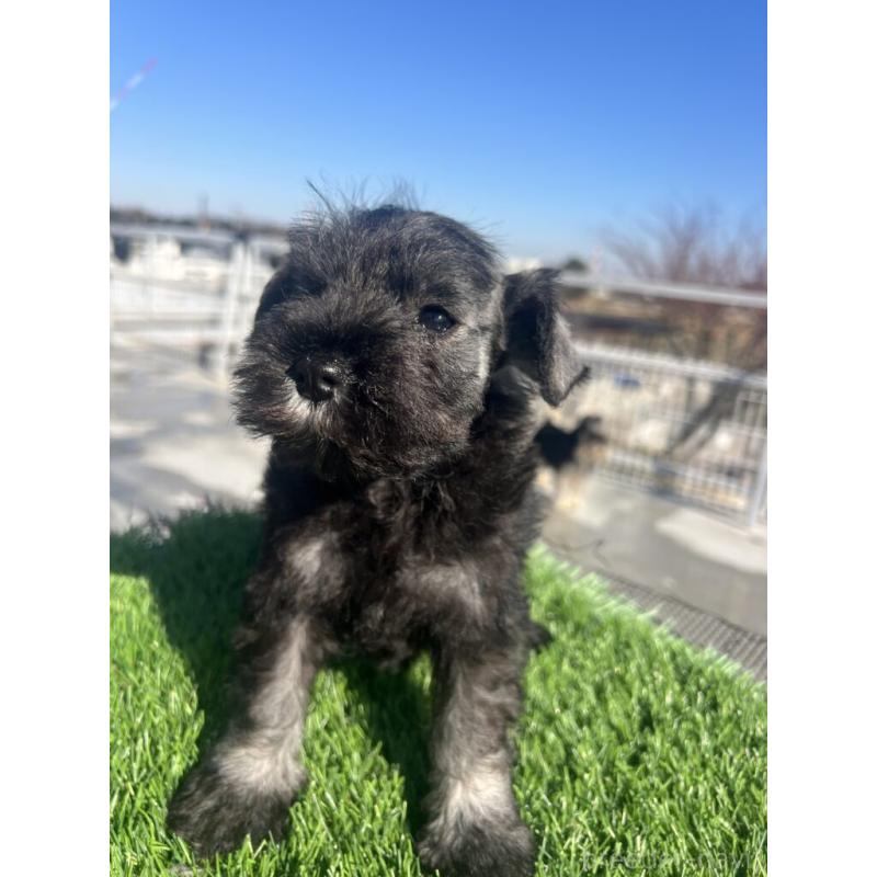 販売中の埼玉県のミニチュアシュナウザー-439286の2枚目