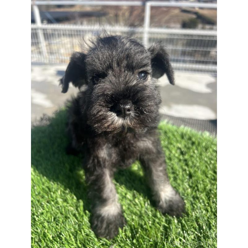 販売中の埼玉県のミニチュアシュナウザー-439286の1枚目