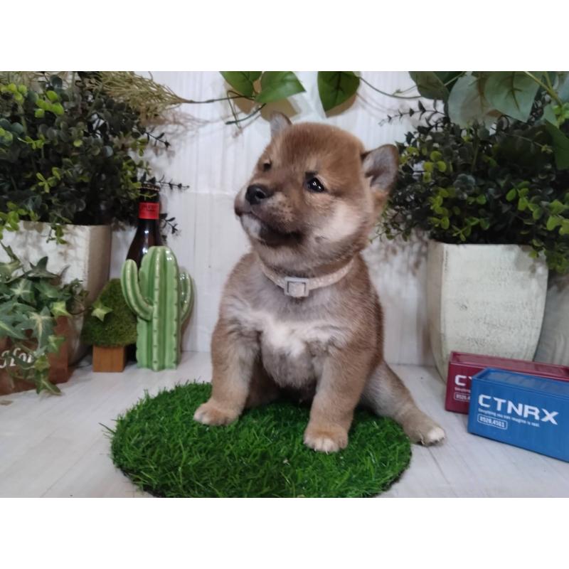 販売中の三重県の豆柴-439287の11枚目