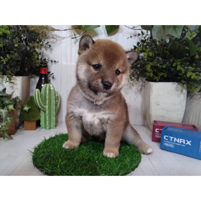 販売中の三重県の豆柴-439287の10枚目