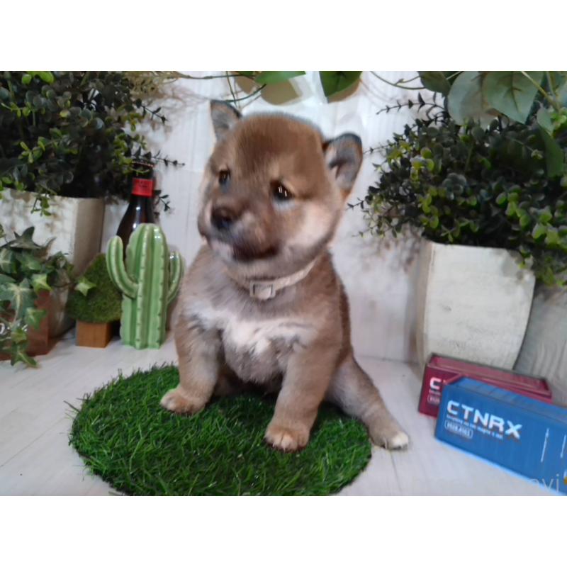 販売中の三重県の豆柴-439287の9枚目