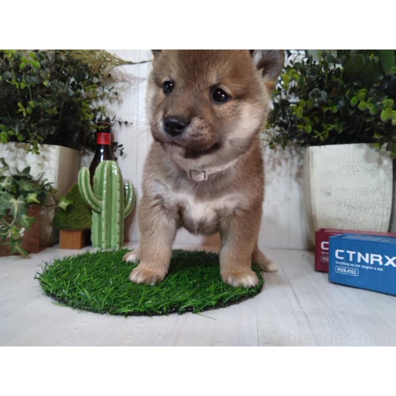 販売中の三重県の豆柴-439287の8枚目