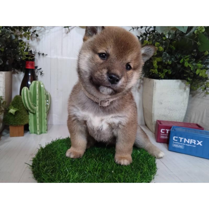 販売中の三重県の豆柴-439287の7枚目