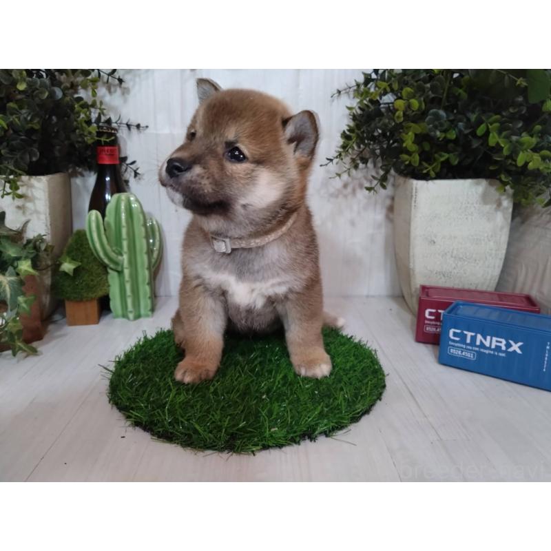 販売中の三重県の豆柴-439287の6枚目