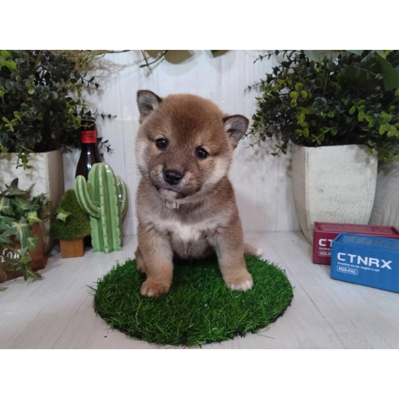 販売中の三重県の豆柴-439287の3枚目