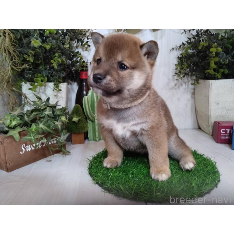 販売中の三重県の豆柴-439287の4枚目