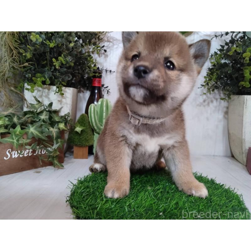 販売中の三重県の豆柴-439287の2枚目