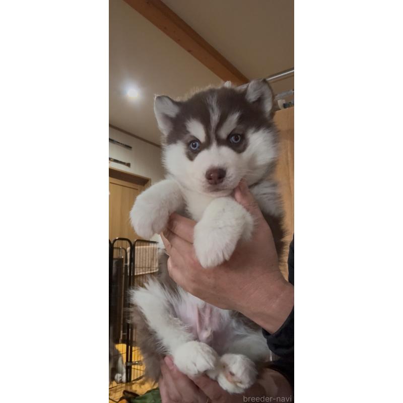 販売中の佐賀県のシベリアンハスキー-439289の4枚目