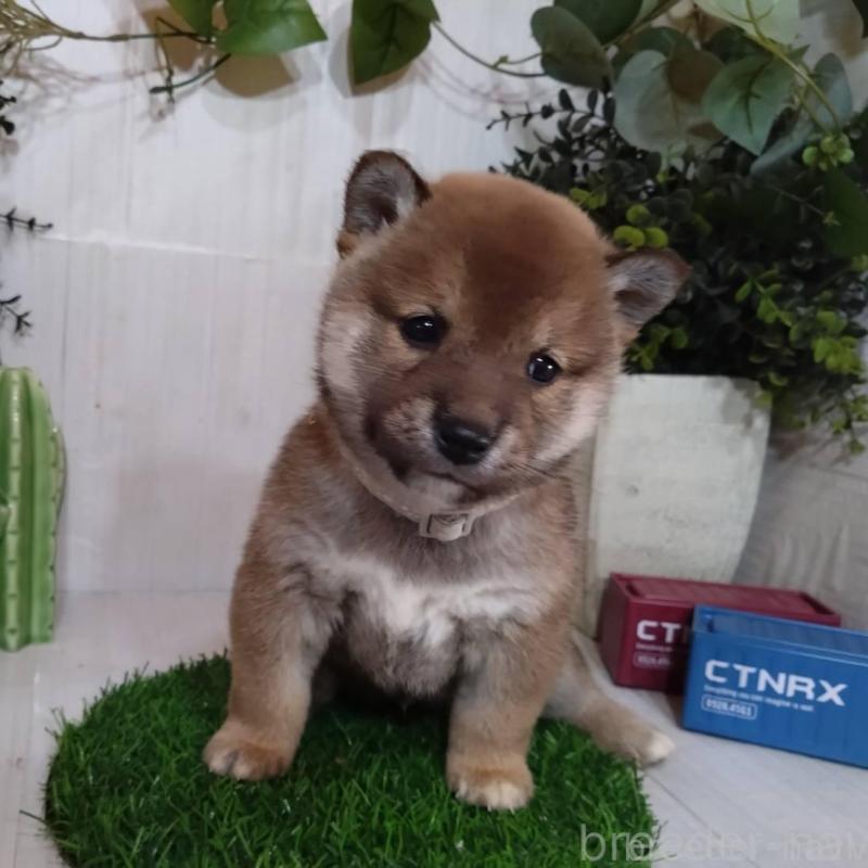 販売中の三重県の豆柴-439287