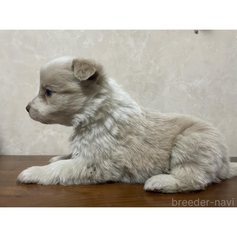 販売中の東京都のボーダーコリー-439290の5枚目