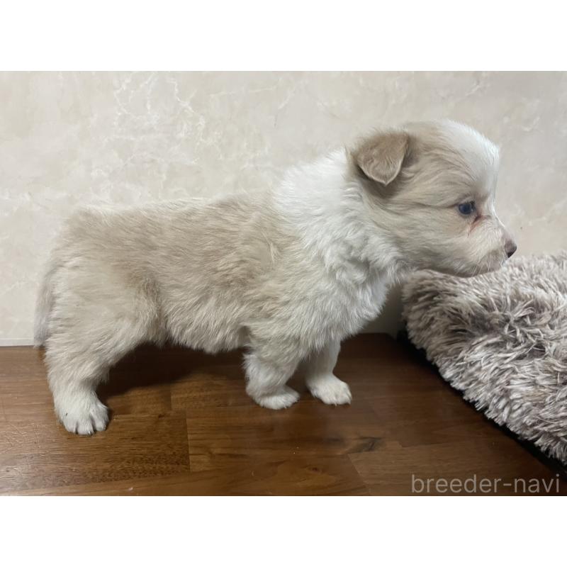 販売中の東京都のボーダーコリー-439290の4枚目