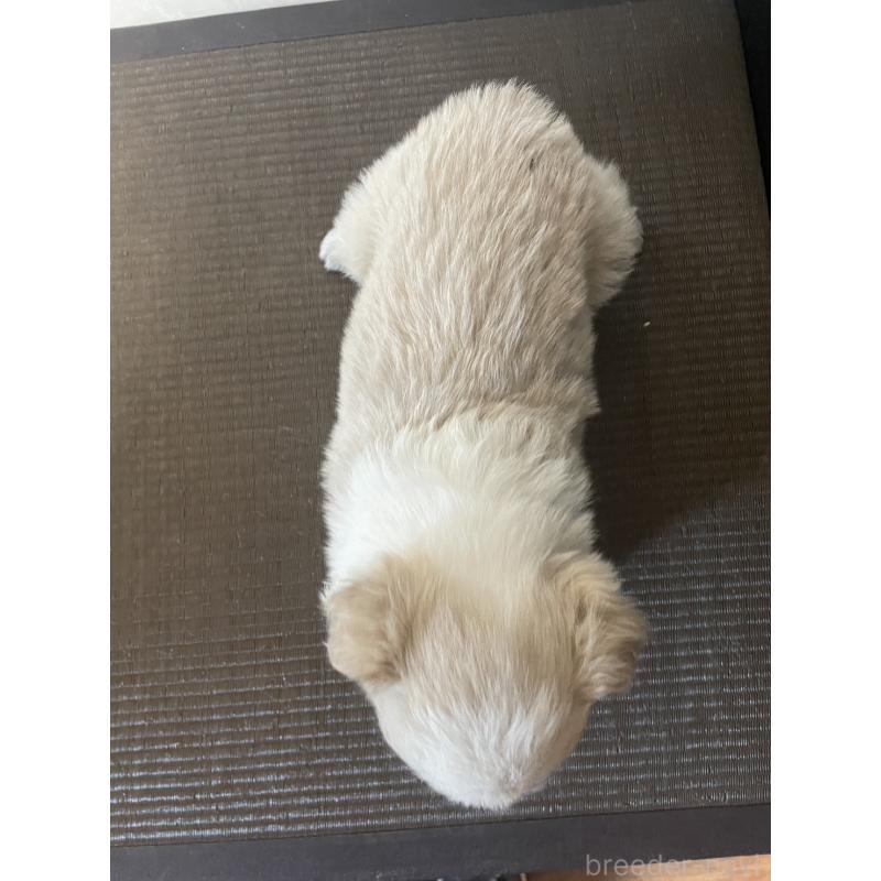 販売中の東京都のボーダーコリー-439290の3枚目