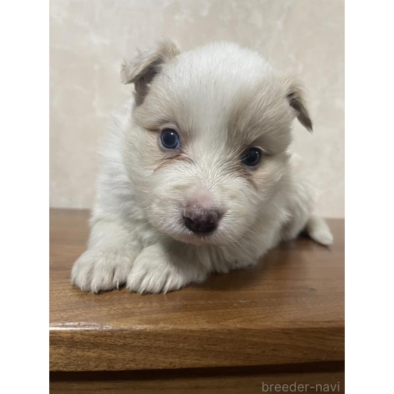 販売中の東京都のボーダーコリー-439290