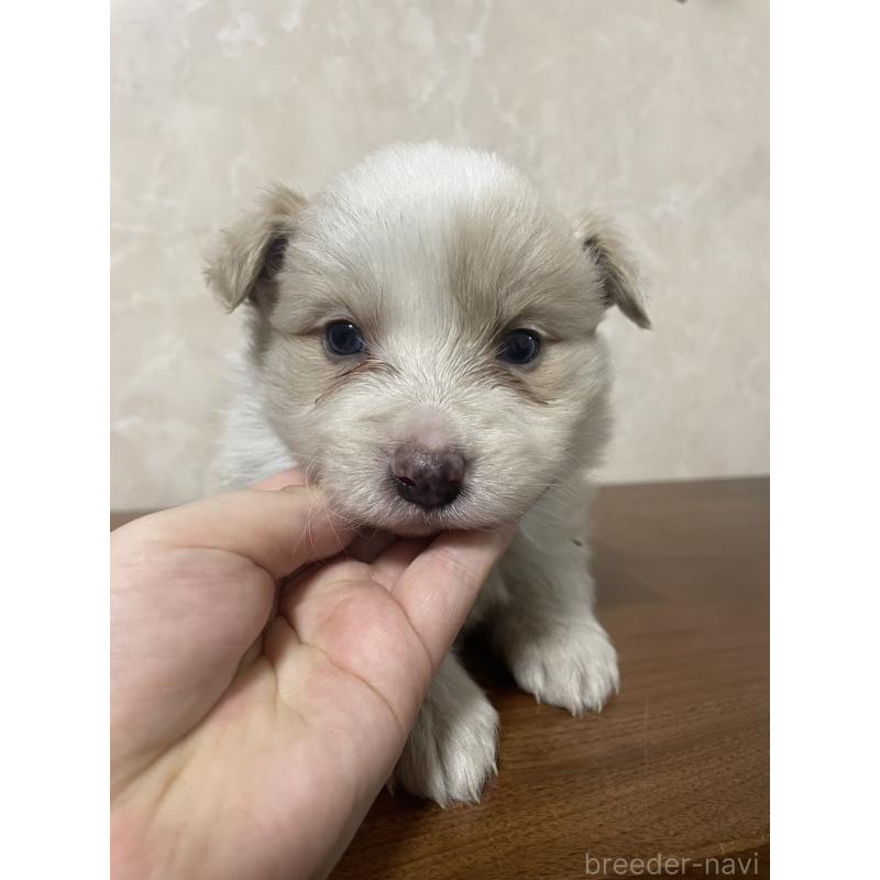 販売中の東京都のボーダーコリー-439290の2枚目