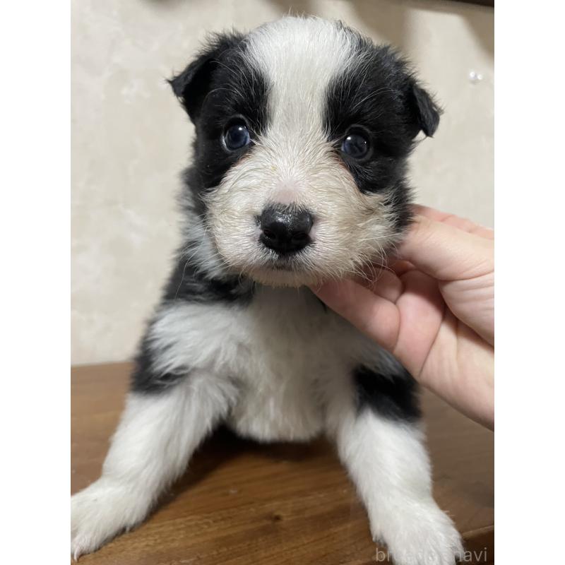 販売中の東京都のボーダーコリー-439291