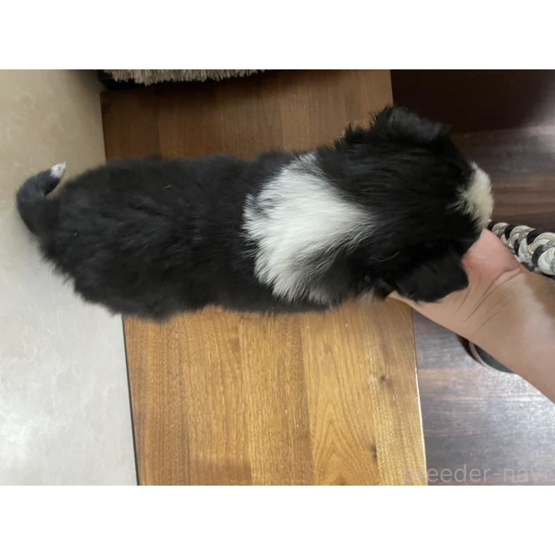 販売中の東京都のボーダーコリー-439291の4枚目