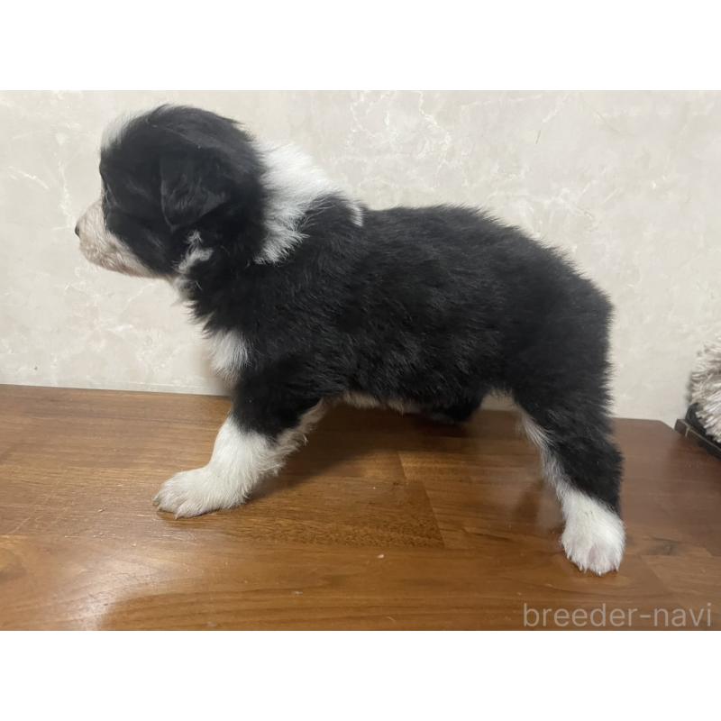 販売中の東京都のボーダーコリー-439291の3枚目