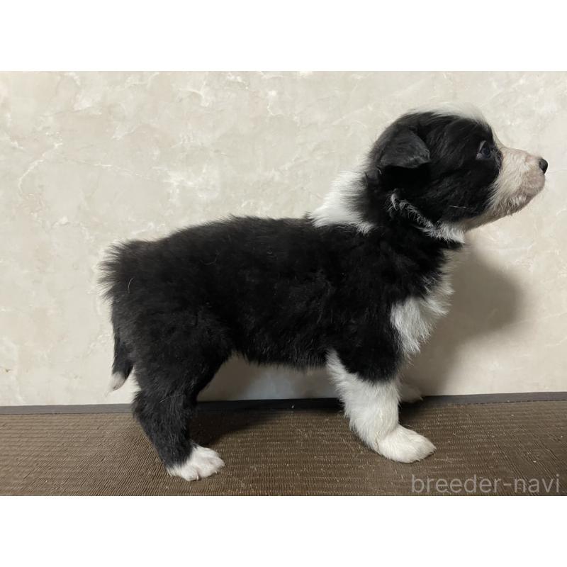 販売中の東京都のボーダーコリー-439291の2枚目