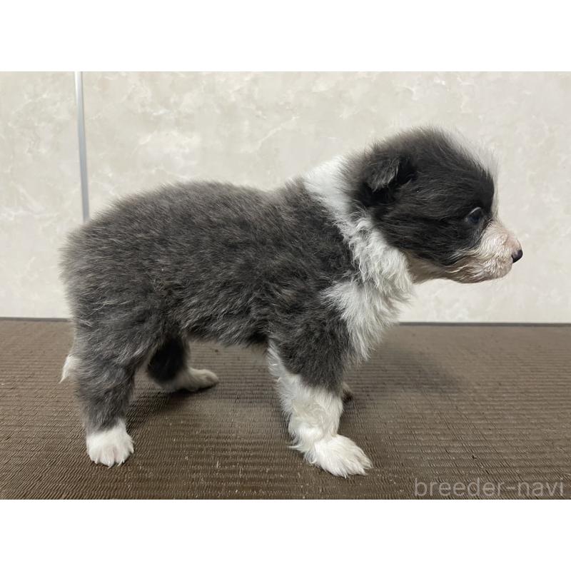 販売中の東京都のボーダーコリー-439292の4枚目