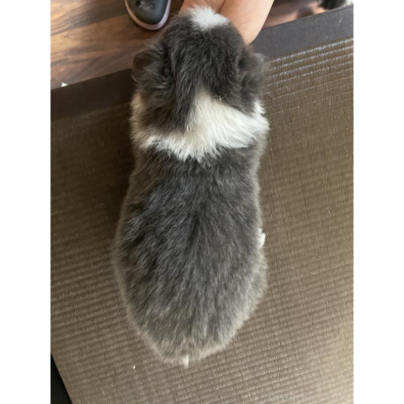 販売中の東京都のボーダーコリー-439292の3枚目