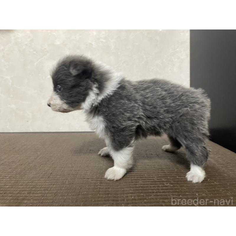 販売中の東京都のボーダーコリー-439292の2枚目