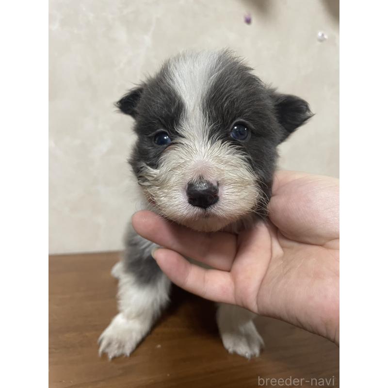 販売中の東京都のボーダーコリー-439292の1枚目