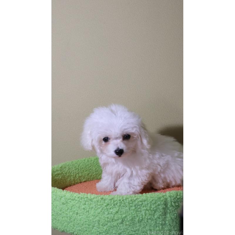 販売中の埼玉県のビションフリーゼ-439297の3枚目