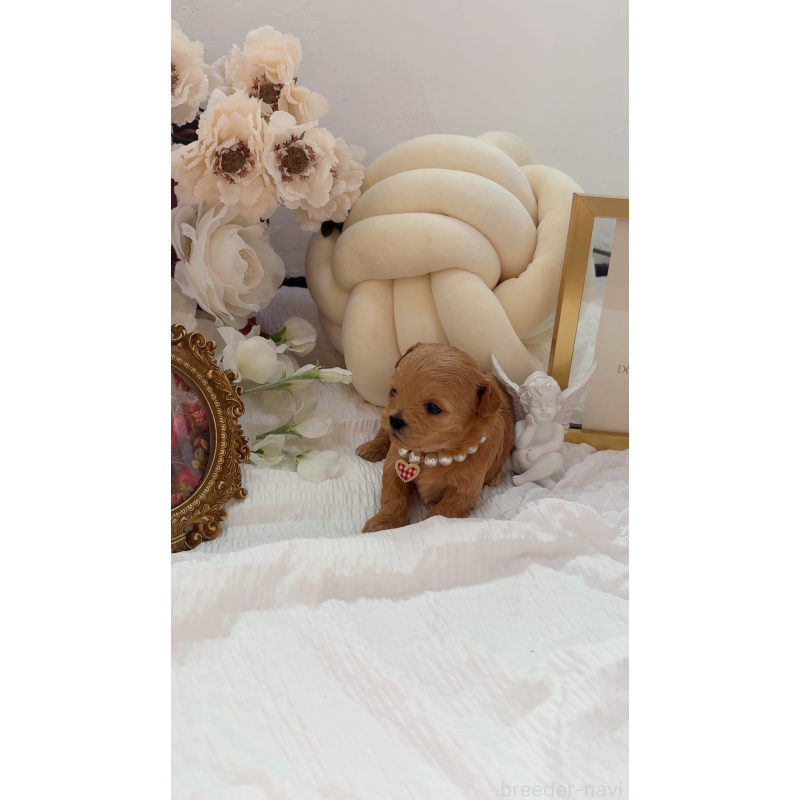 販売中の大阪府のチワプー:チワワ×トイプードル-439298の2枚目