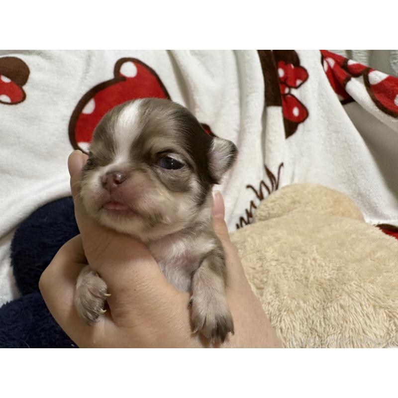 販売中の福岡県のチワワ(ロングコート)-435777