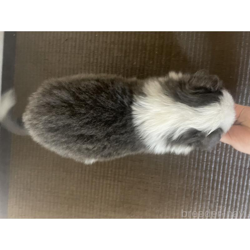 販売中の東京都のボーダーコリー-439294の4枚目