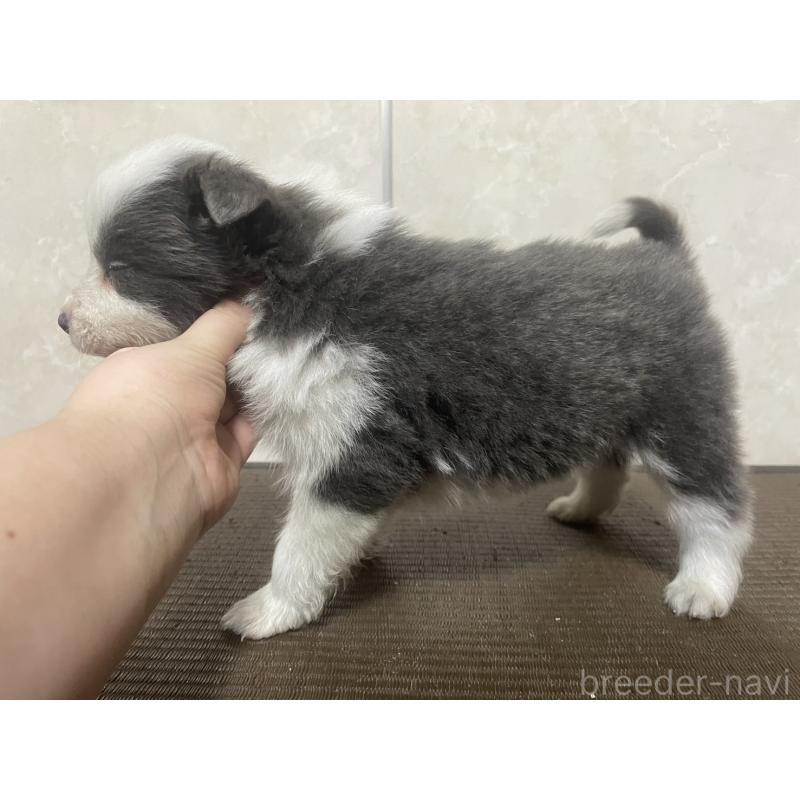 販売中の東京都のボーダーコリー-439294の3枚目