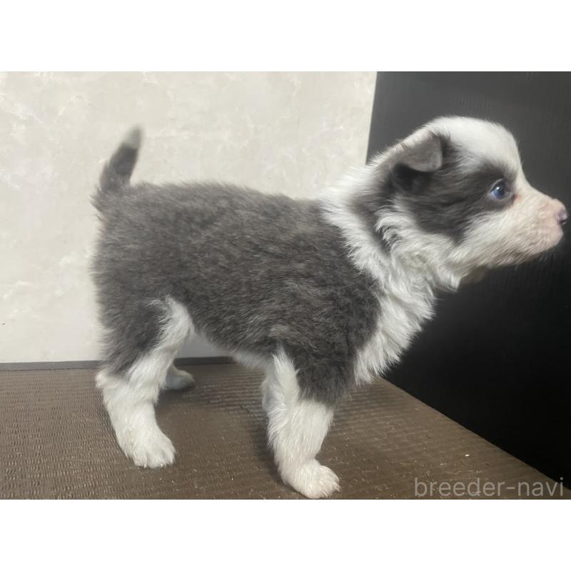 販売中の東京都のボーダーコリー-439294の2枚目